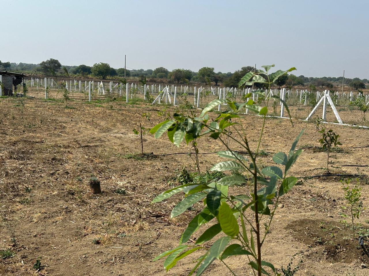 Farm plots – Real Group